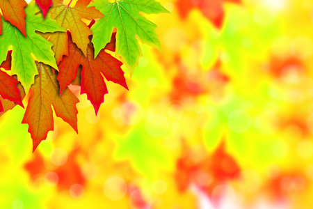 fresh Spring Autumn Leaves border 
