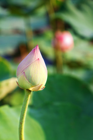 Lotusの写真素材