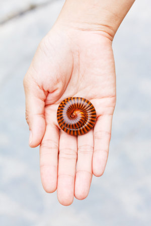 Millipede on women hand close up の写真素材