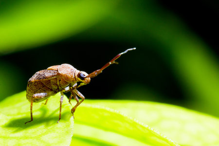 Brown Bug on the leaf