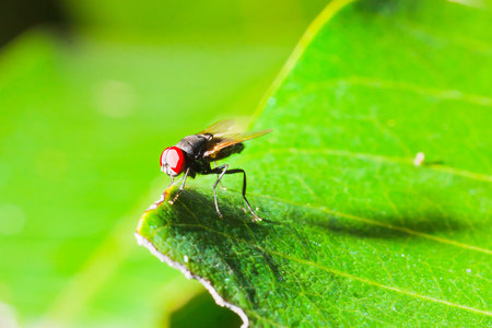 green Fly on the green leaf の写真素材