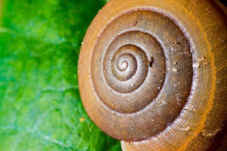 Snail on green leaf