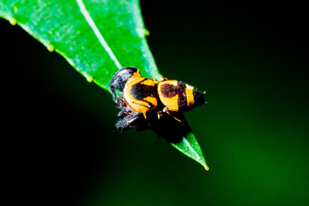 Jumping Spider on green leaf 