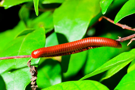 millipede on the green bush の写真素材