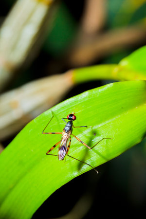 insect on the green leaf の写真素材