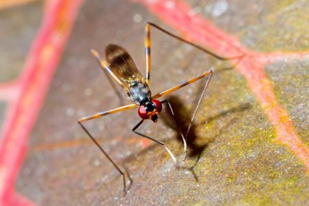 insect on the pattern leaf の写真素材