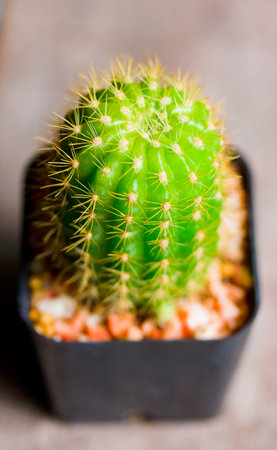 cactus