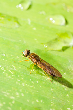 fly on green leaf