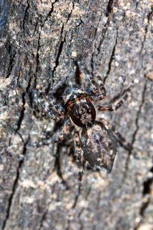  Jumping Spider on wooden skin