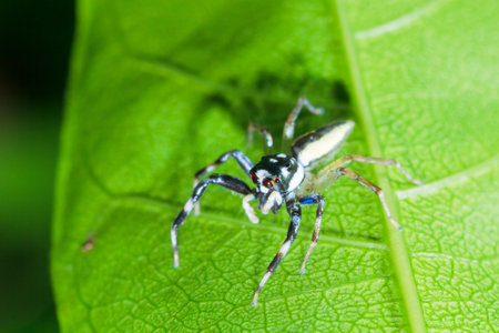 Jumping Spider on green leafの写真素材