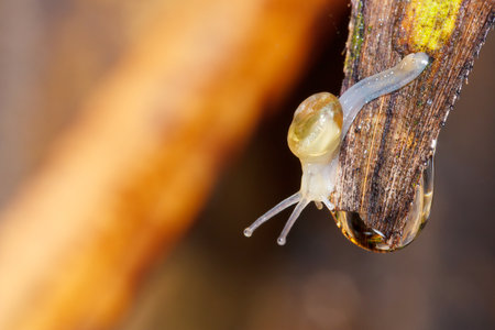 Snailの写真素材