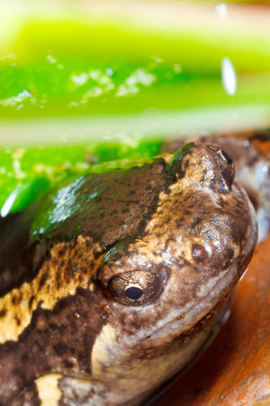 Asia bullfrog の写真素材