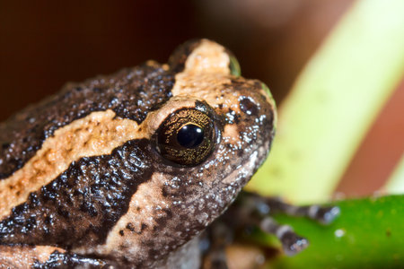 Asia bullfrog の写真素材