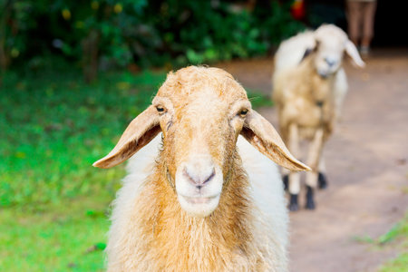 sheepの写真素材