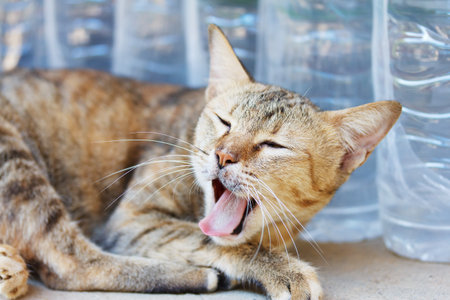 The Cat の写真素材