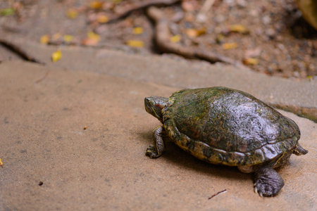 Turtle 