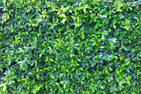 Green lush bushes and leaves background 