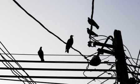 Pigeons silhouette on power lines 