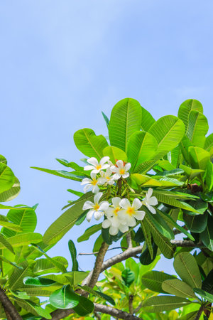 Jasmine with blue sky spaceの写真素材