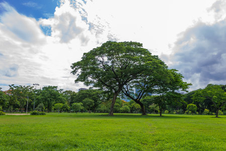 Big tree on green grass in the parkの写真素材