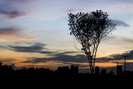 Tree and city silhouetteの写真素材