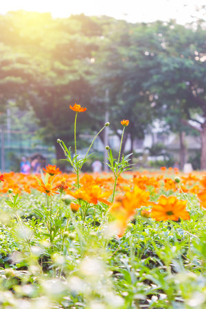 Orange spring flowers with sunlight