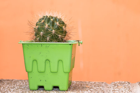 Cactus in a potの写真素材