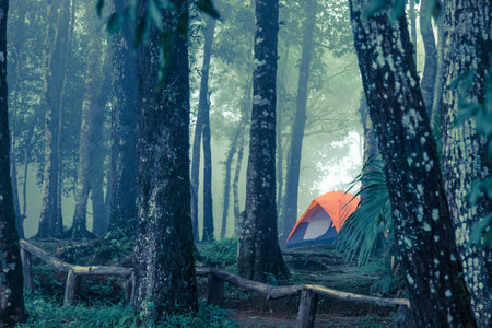 A tent in the misty forest, cold toneの写真素材