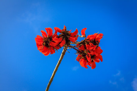 Red coral flower under the blue skyの写真素材