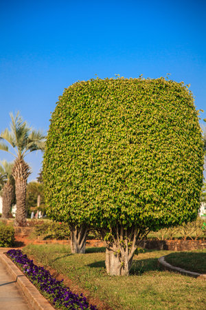 Ficus tree growing in a public placeの写真素材