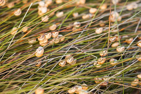 A lot of snails hanging from the tip of the grass fieldの写真素材