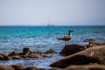 Black-backed seagull  Larus marinus  on the sea rocksの写真素材