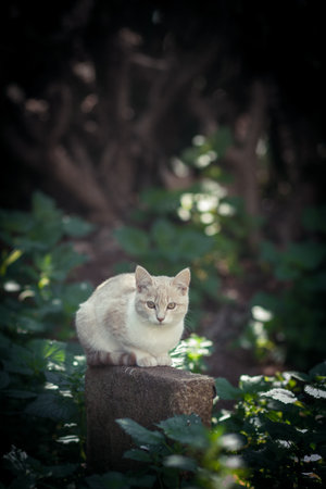 Cautious white cat in the forestの写真素材