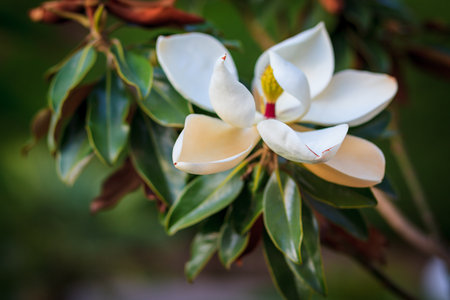 Beautiful white magnolia flowerの写真素材