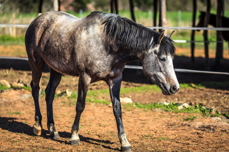 Male horse searching for foodの写真素材