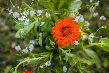 Orange marigold flower, surrounded by a green leavesの写真素材