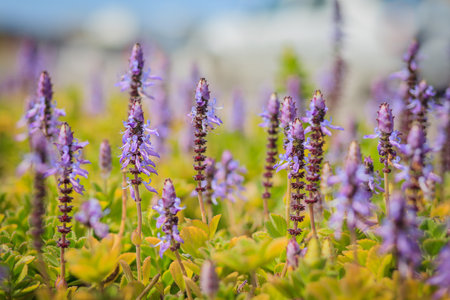 A bunch of lavender flowers, dried on the sunの写真素材