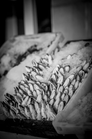 Fish heads deep in ice in black and white