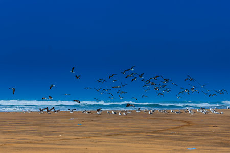 Flying seagulls on the beach at the ocean wavesの写真素材