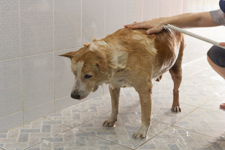 Brown short haired dog was bathingの写真素材