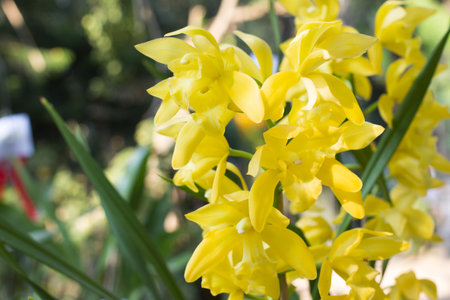 yellow orchids flower on a leaf and flower blured background.orchid flowers taken at an exhibition...