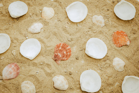 The shells on the sand were arranged as a background image.