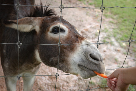 A horse eating the food (carrot) received at the hands of an Asian tourist. Selective focus.の写真素材