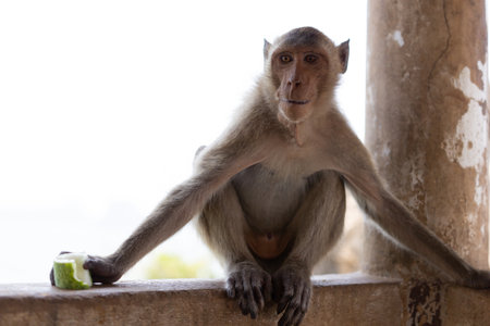 One brown monkey sat on a cement post, eating a fruit and looked to the left.