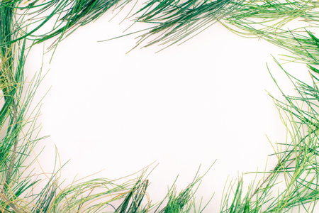 green tone  Australian pine leaves on white background.border and frame image concept.copy space