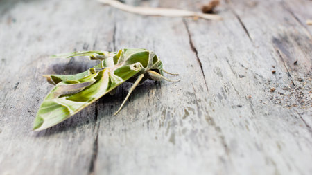The Oleandar Hawk Moth or army green moth, is a moth of the family Sphingidae perched on a wooden floor.の写真素材