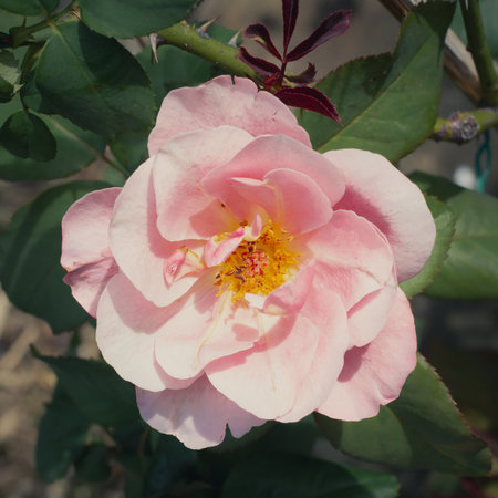A clear pink rose flower blossoms in the garden on a blurry background.の写真素材