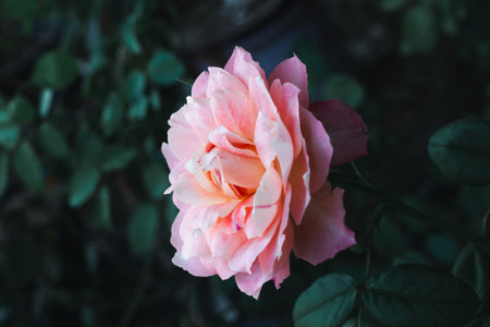 Beautiful pink rose in the garden. Natural floral background. Selective focus.の写真素材