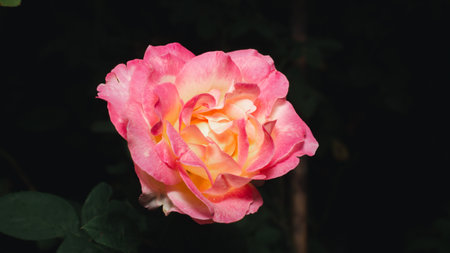 A pink rose flower blossoms in the garden on a blurry background.の写真素材