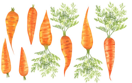 Set of watercolor carrots, bright orange vegetables.の写真素材